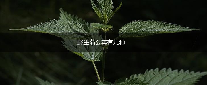 野生蒲公英有几种,第1张