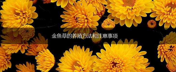 金鱼草的养殖方法和注意事项,第1张