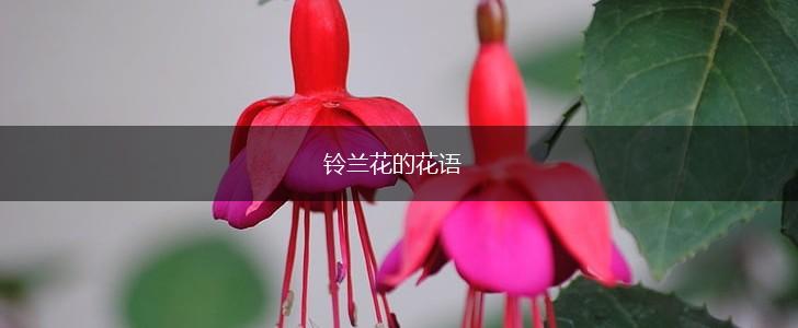 铃兰花的花语,第1张