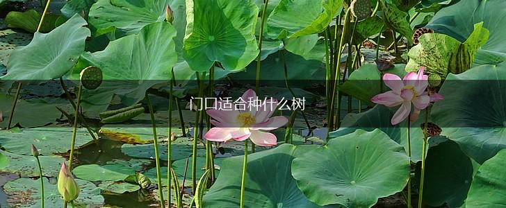 门口适合种什么树,第1张