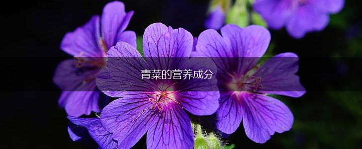 青菜的营养成分,第1张
