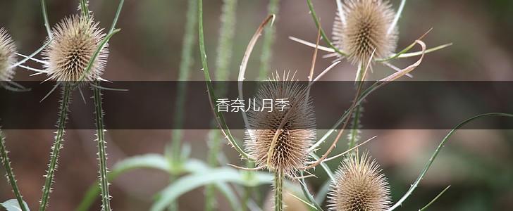 香奈儿月季,第1张