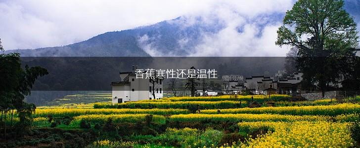 香蕉寒性还是温性,第1张