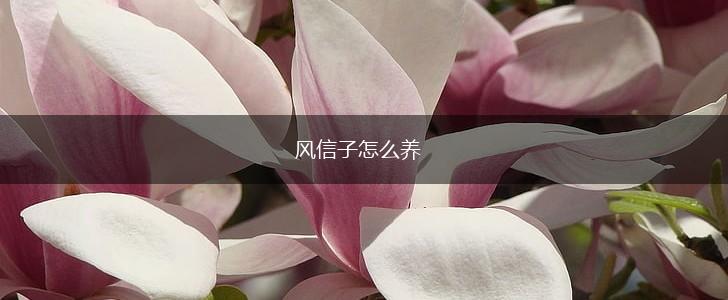 风信子怎么养,第1张