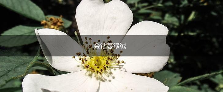 金钻蔓绿绒,第1张