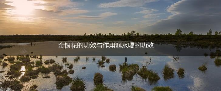 金银花的功效与作用泡水喝的功效,第1张