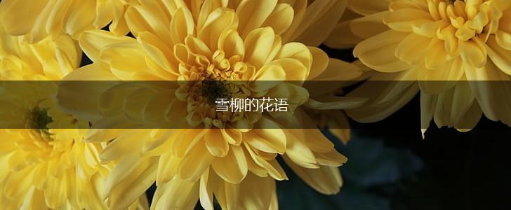雪柳的花语,第1张