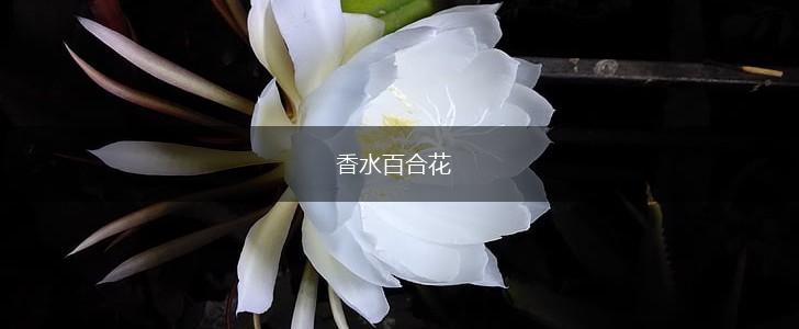 香水百合花,第1张