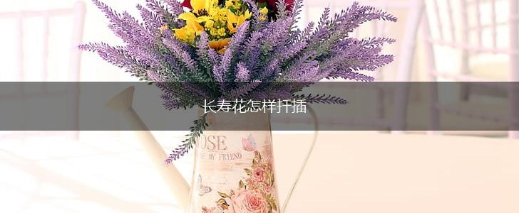 长寿花怎样扦插,第1张