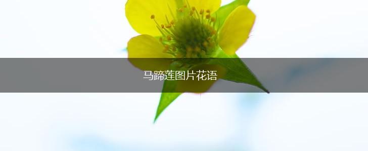 马蹄莲图片花语,第1张