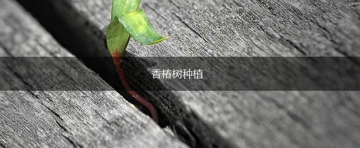 香椿树种植,第1张