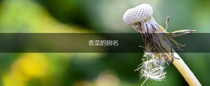 香菜的别名,第1张 香菜的别名,第1张