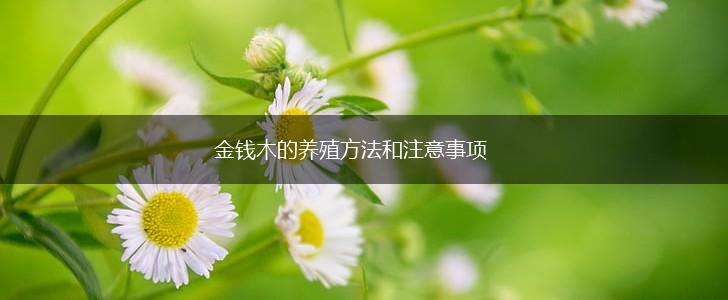金钱木的养殖方法和注意事项,第1张