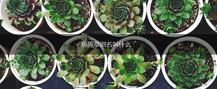 鱼腥草别名叫什么,第1张