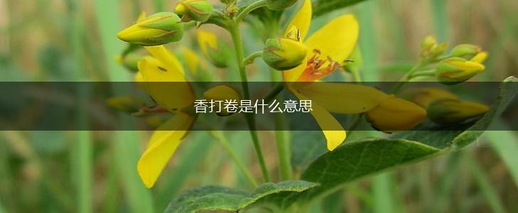 香打卷是什么意思,第1张