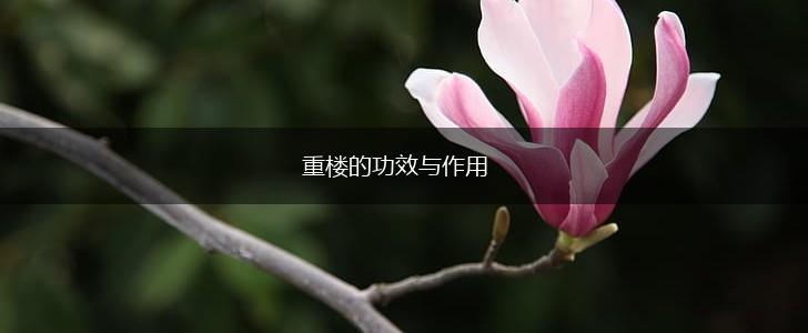 重楼的功效与作用,第1张