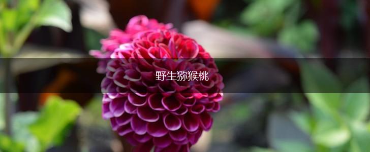 野生猕猴桃,第1张