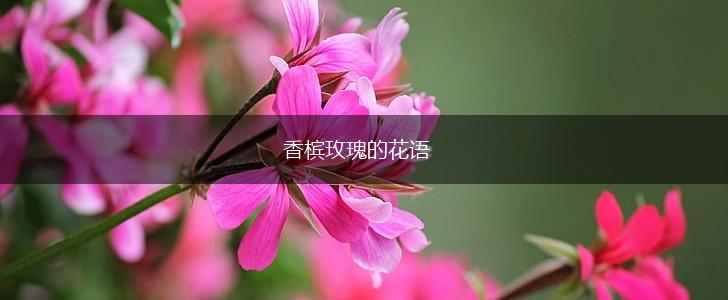 香槟玫瑰的花语,第1张