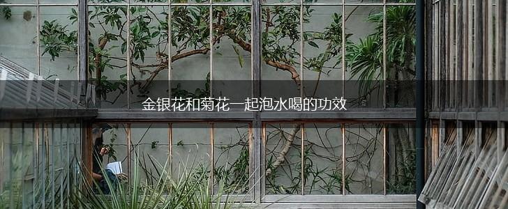 金银花和菊花一起泡水喝的功效,第1张