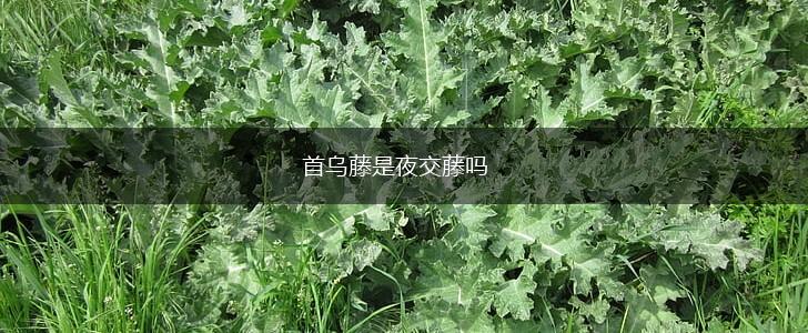 首乌藤是夜交藤吗,第1张