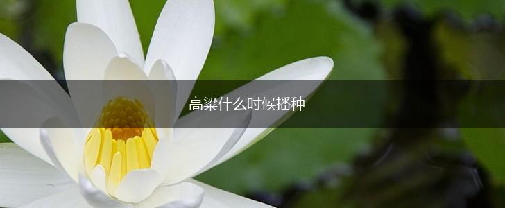 高粱什么时候播种,第1张