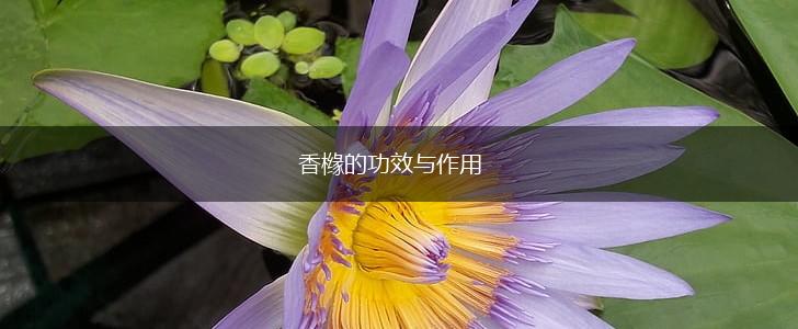 香橼的功效与作用,第1张