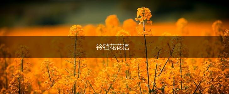 铃铛花花语,第1张