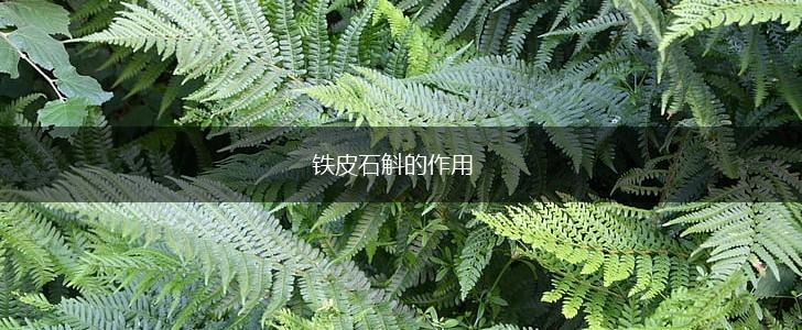 铁皮石斛的作用,第1张