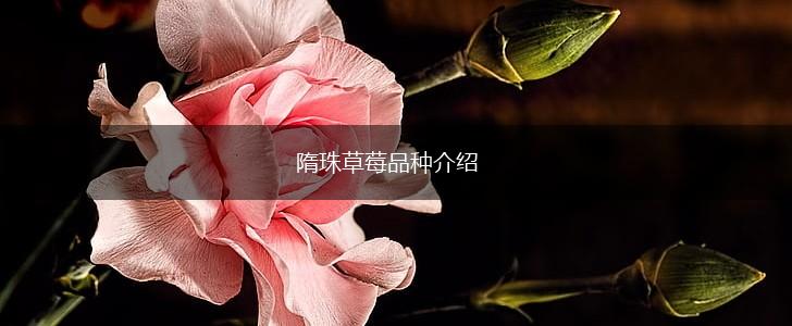 隋珠草莓品种介绍,第1张