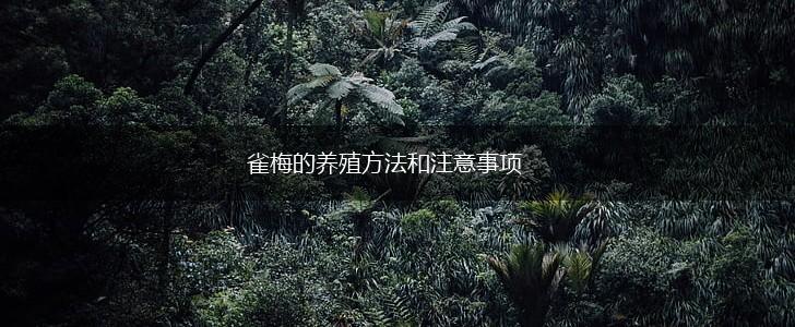 雀梅的养殖方法和注意事项,第1张