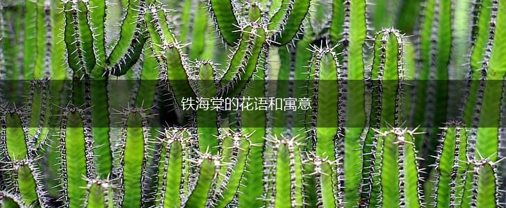 铁海棠的花语和寓意,第1张