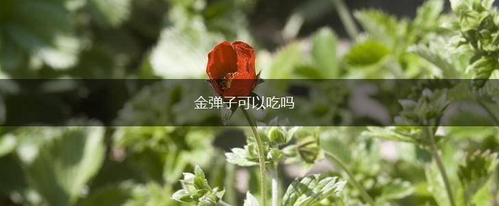 金弹子可以吃吗,第1张
