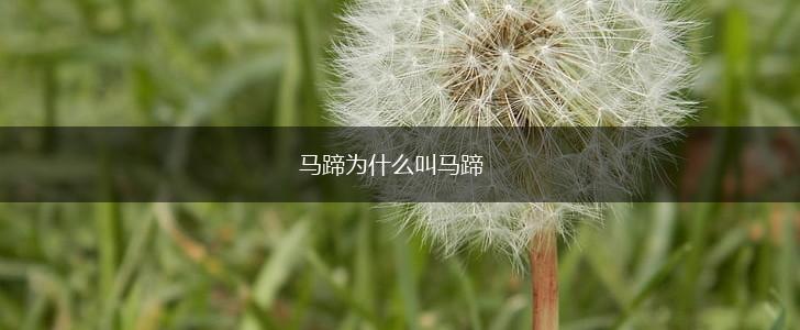 马蹄为什么叫马蹄,第1张