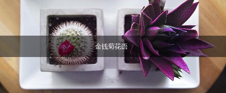 金钱菊花语,第1张