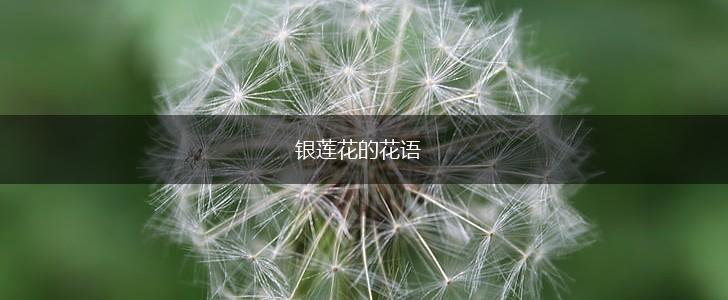 银莲花的花语,第1张