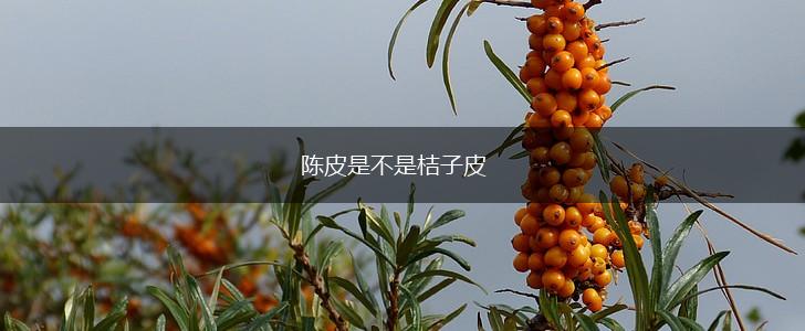 陈皮是不是桔子皮,第1张
