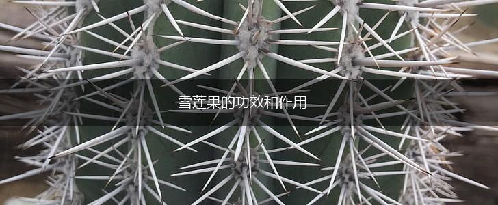 雪莲果的功效和作用,第1张