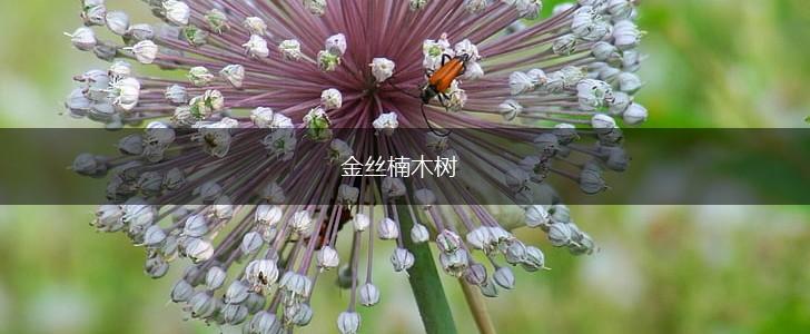 金丝楠木树,第1张