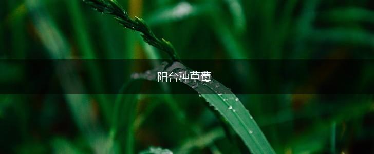 阳台种草莓,第1张