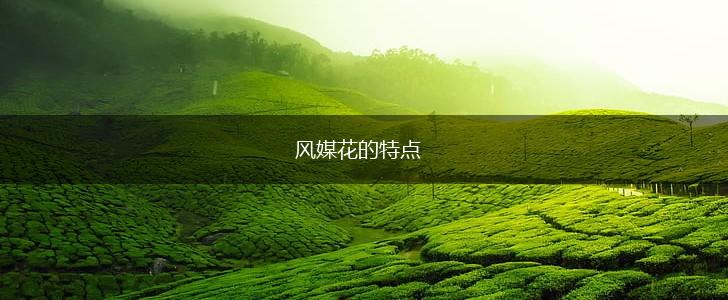 风媒花的特点,第1张