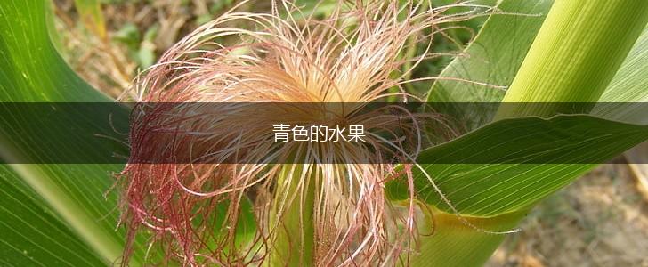 青色的水果,第1张