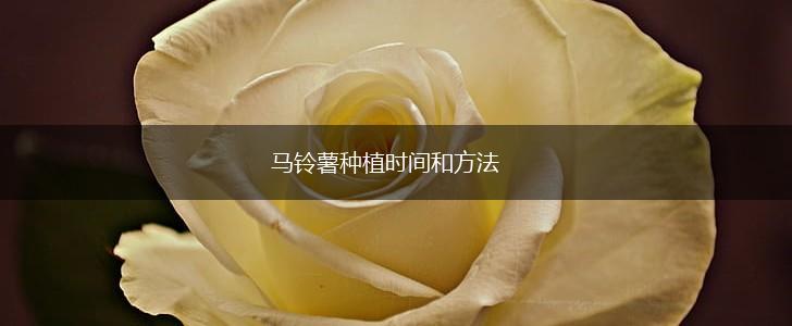 马铃薯种植时间和方法,第1张