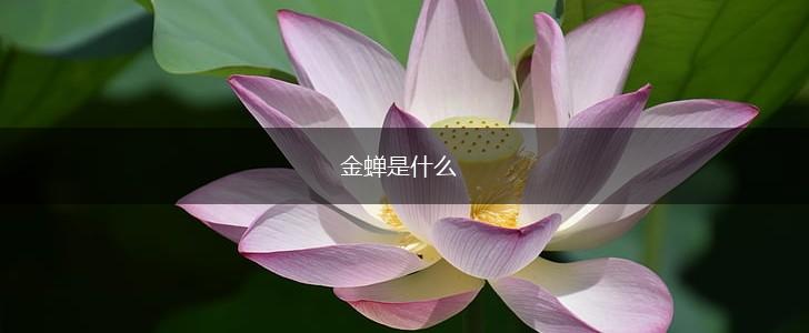 金蝉是什么,第1张