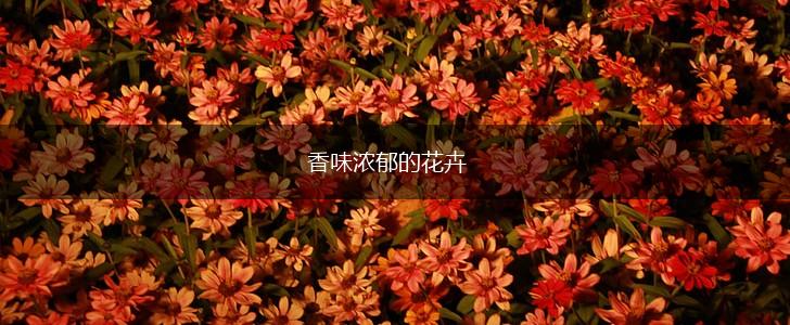 香味浓郁的花卉,第1张