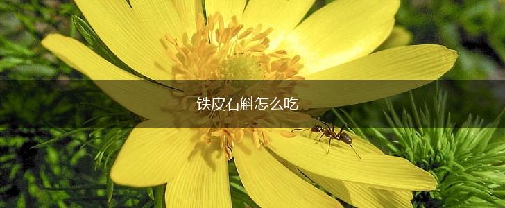 铁皮石斛怎么吃,第1张