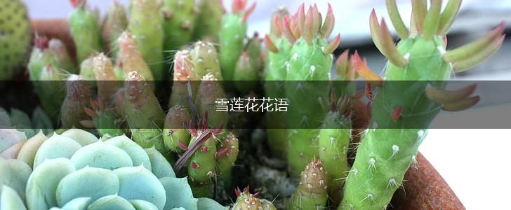 雪莲花花语,第1张