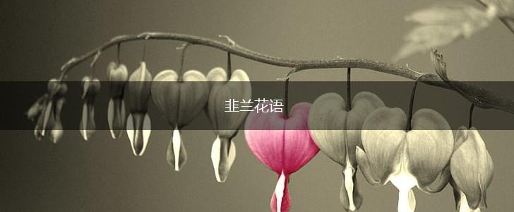 韭兰花语,第1张