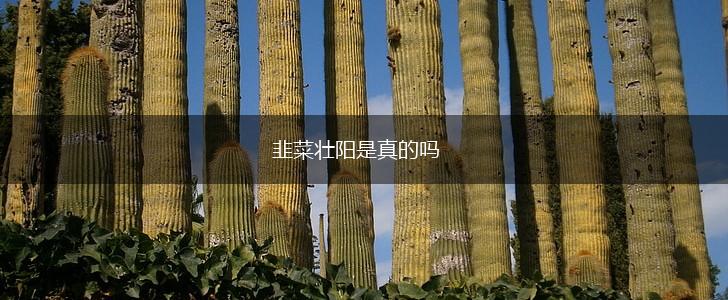 韭菜壮阳是真的吗,第1张