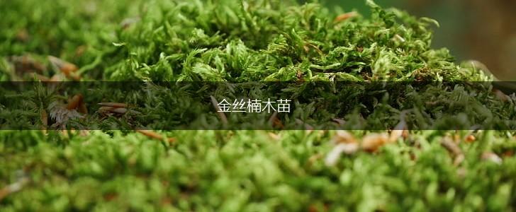 金丝楠木苗,第1张