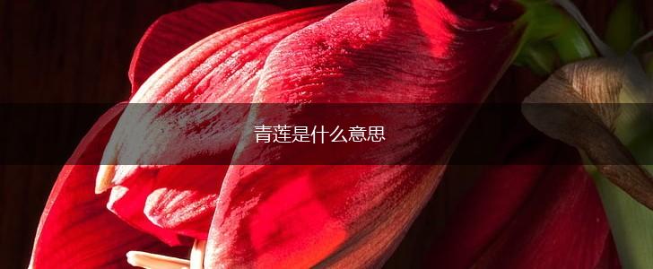 青莲是什么意思,第1张